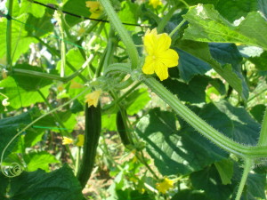 胡瓜の花２